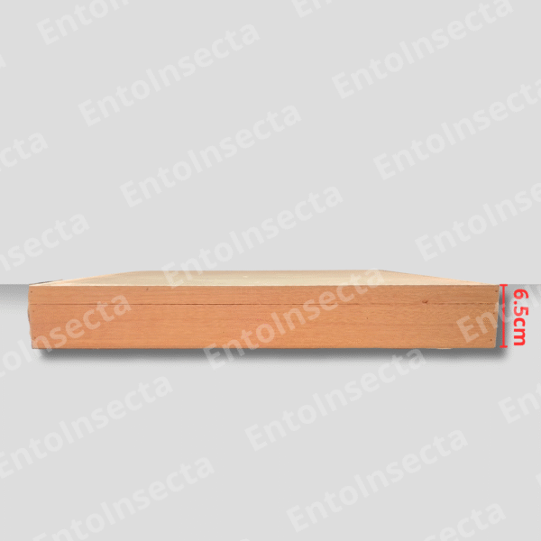 Caja entomología cornell para estudiantes - Imagen 3